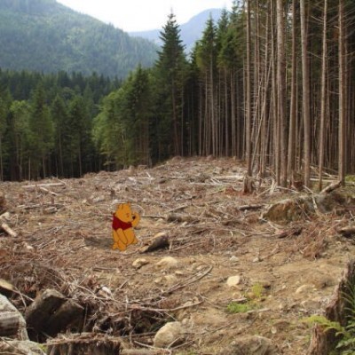 deforestation disney